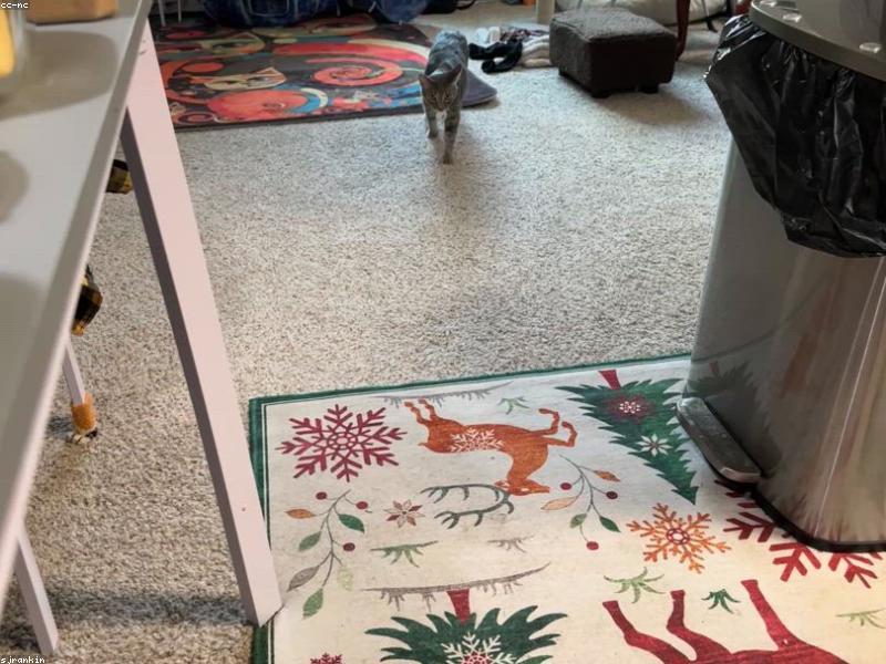 Domotex Hannover 2026 Ziyaretçi Rehberi